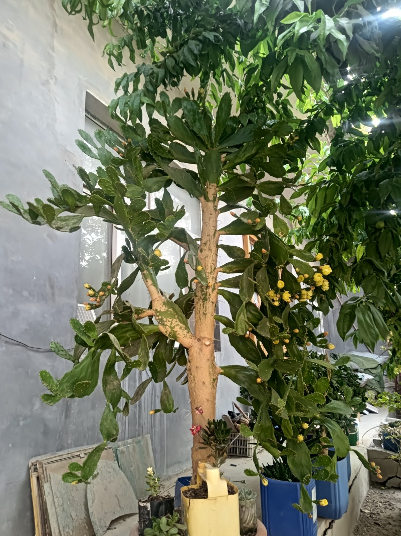 山东莘县西瓜，黄瓜，茄子，辣椒，豆角冬瓜，甜瓜，