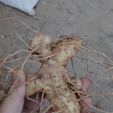 自己山上种的没打药，也没施过肥【黄精】