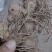 自己山上种的没打药，也没施过肥【黄精】
