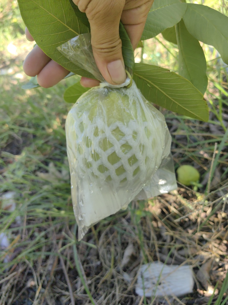 玉林芭乐番石榴