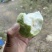 玉林芭乐番石榴