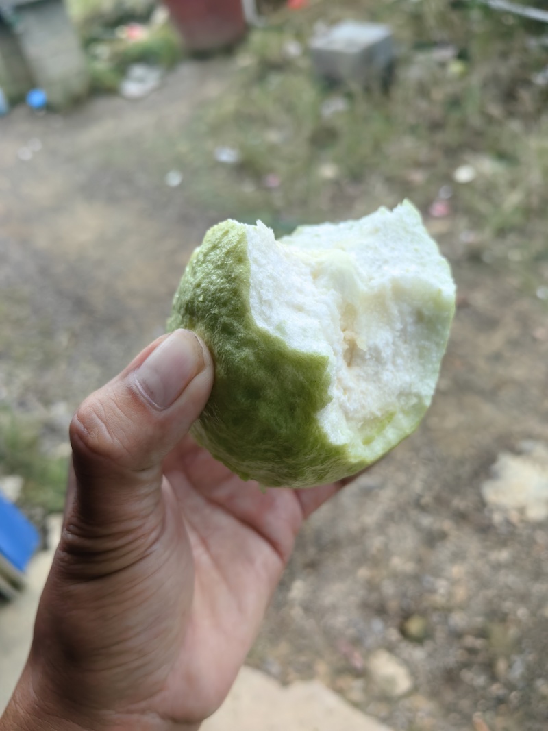 玉林芭乐番石榴