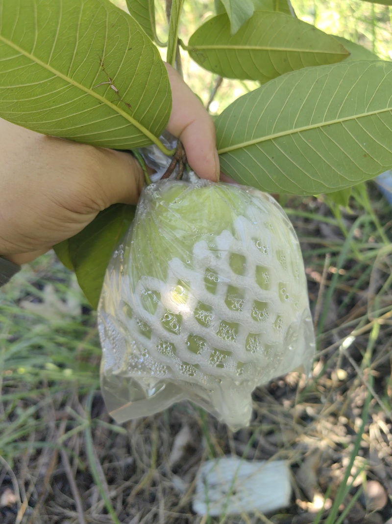 玉林芭乐番石榴