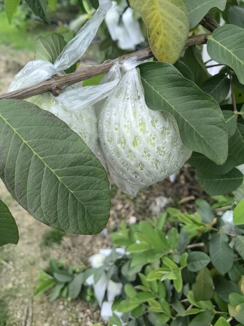 玉林芭乐番石榴