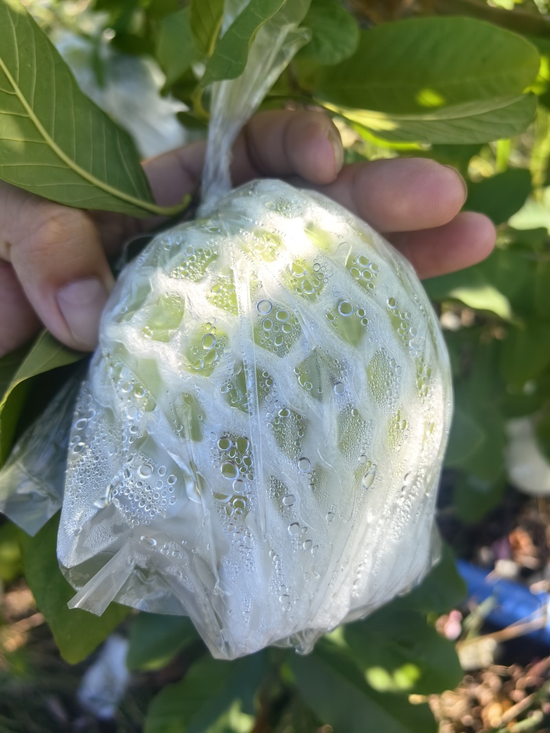 玉林芭乐番石榴