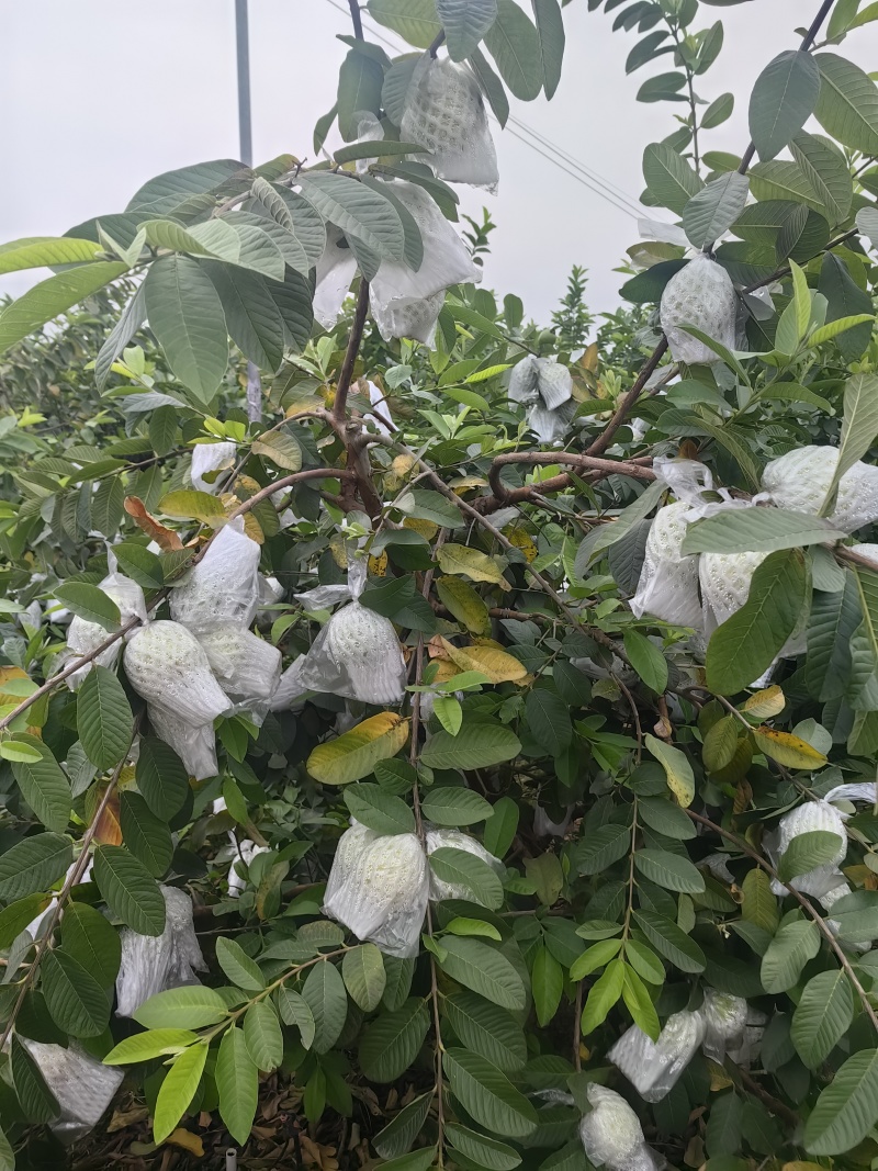 玉林芭乐番石榴