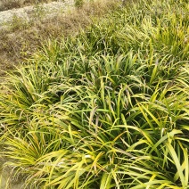 石菖蒲