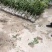 靖州杨梅树苗