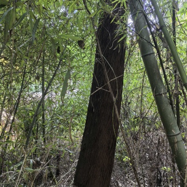 斑竹和毛竹