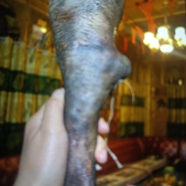 高原海拔5千以上的藏香黑猪……猪裤子