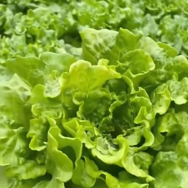 意大利生菜