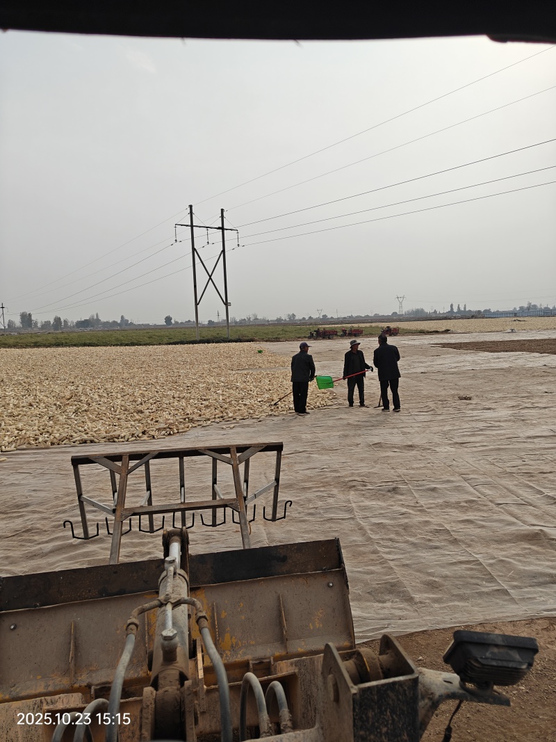 甜糯玉米干籽粒出售全国各地