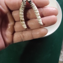 冬虫夏草
