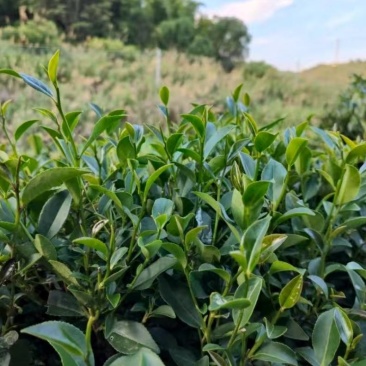 清远秦皇山高山云雾茶