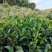 清远秦皇山高山云雾茶
