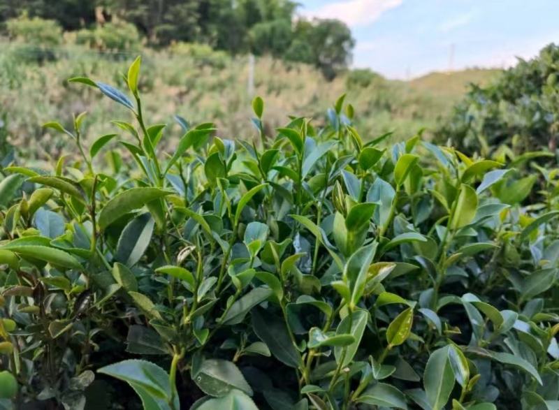 清远秦皇山高山云雾茶