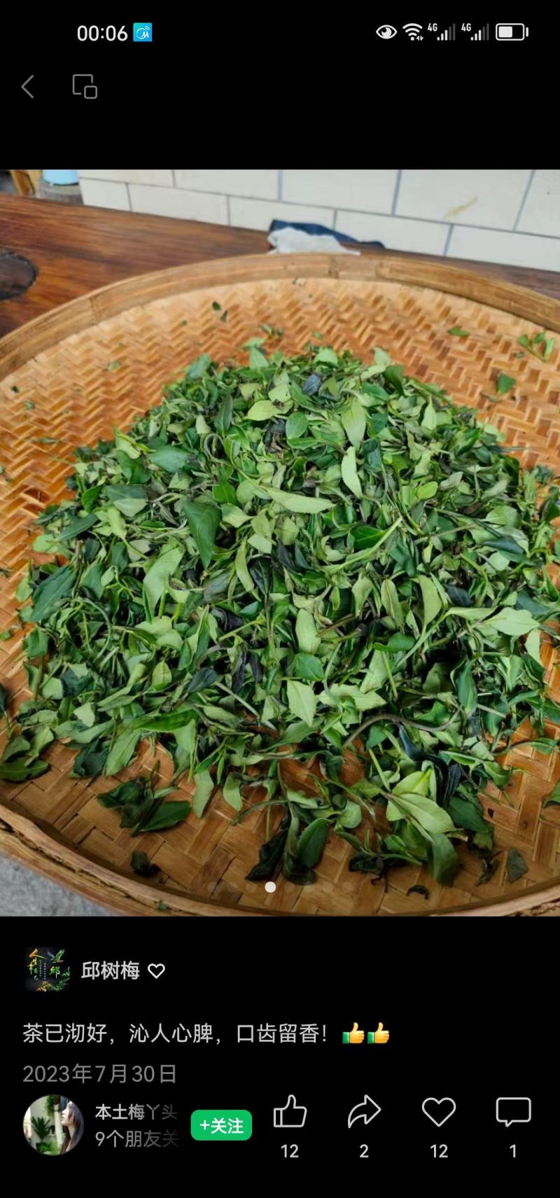 清远秦皇山高山云雾茶