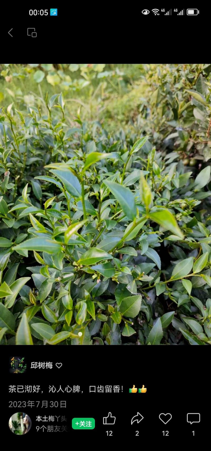 清远秦皇山高山云雾茶