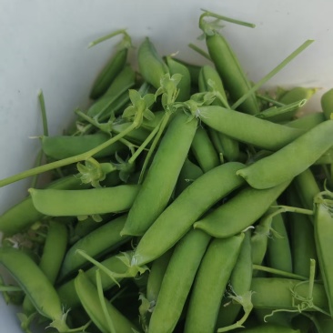 青碗豆