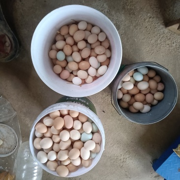 散养柴母鸡，土鸡蛋
