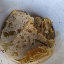野生土蜂蜜
