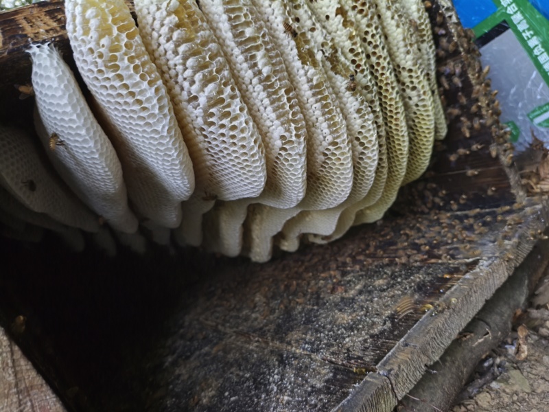野生土蜂蜜
