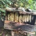 野生土蜂蜜