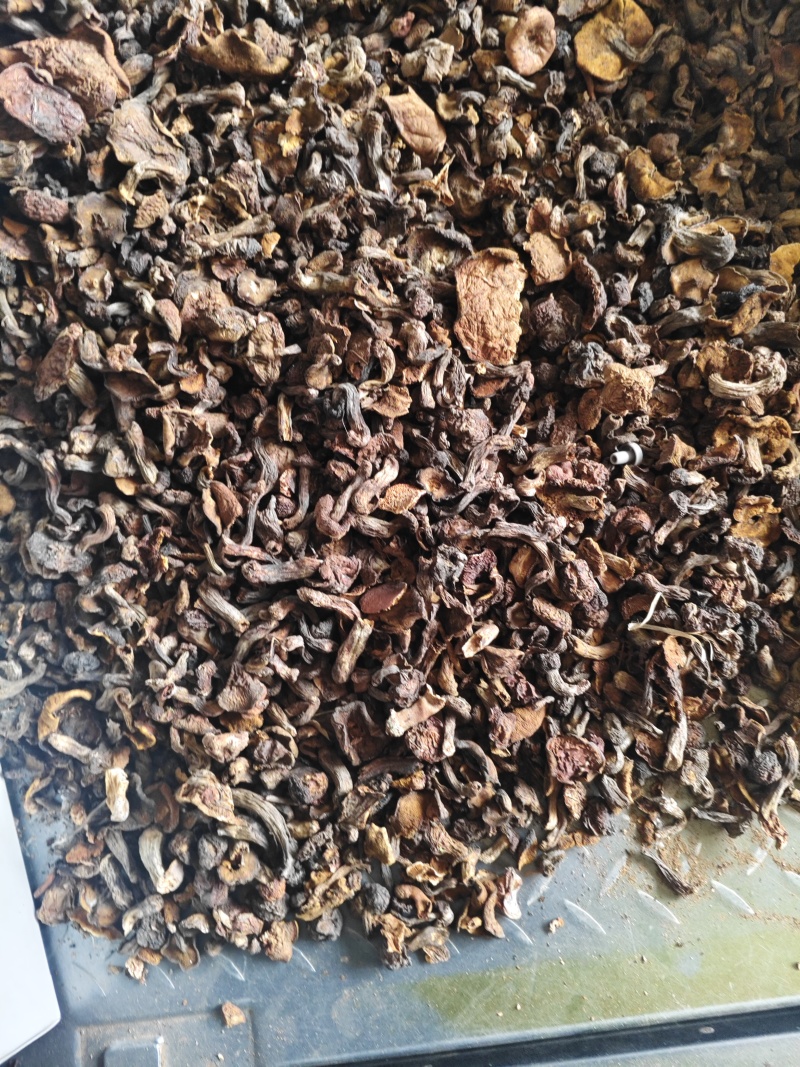东北野生松蘑，等外品