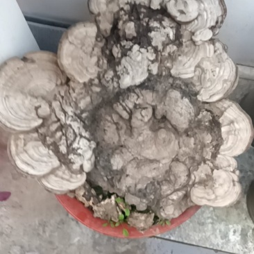 树舌灵芝