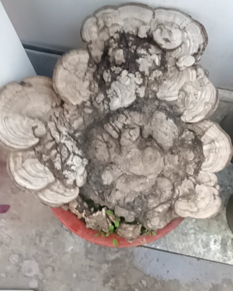 树舌灵芝