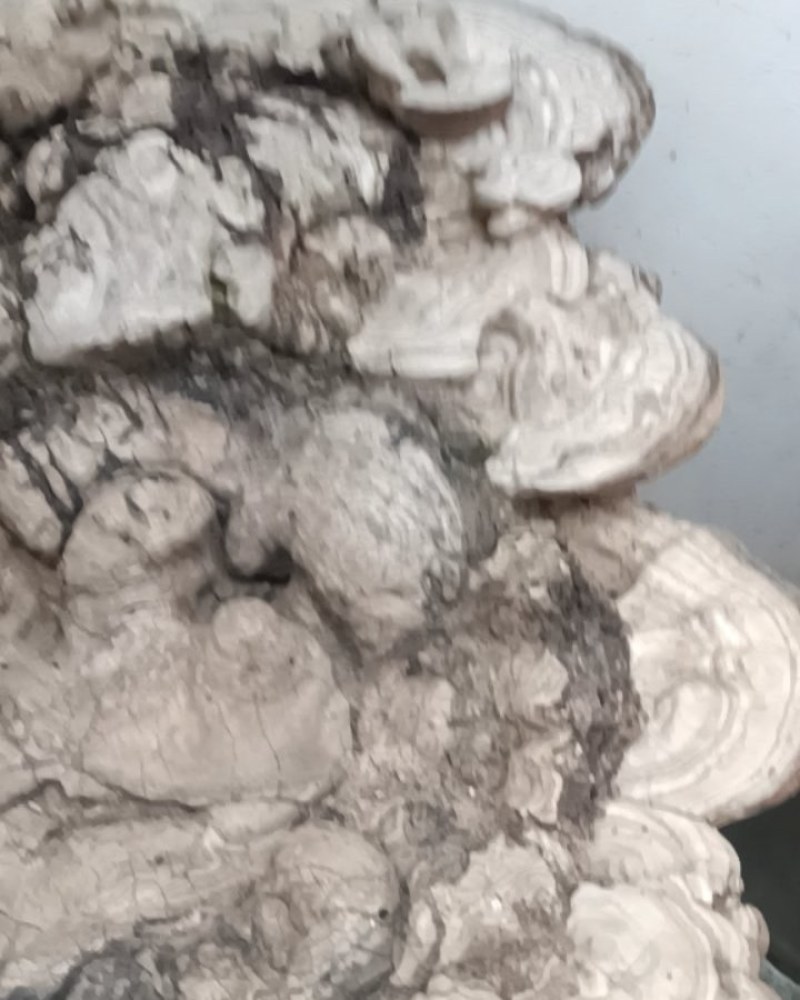 树舌灵芝