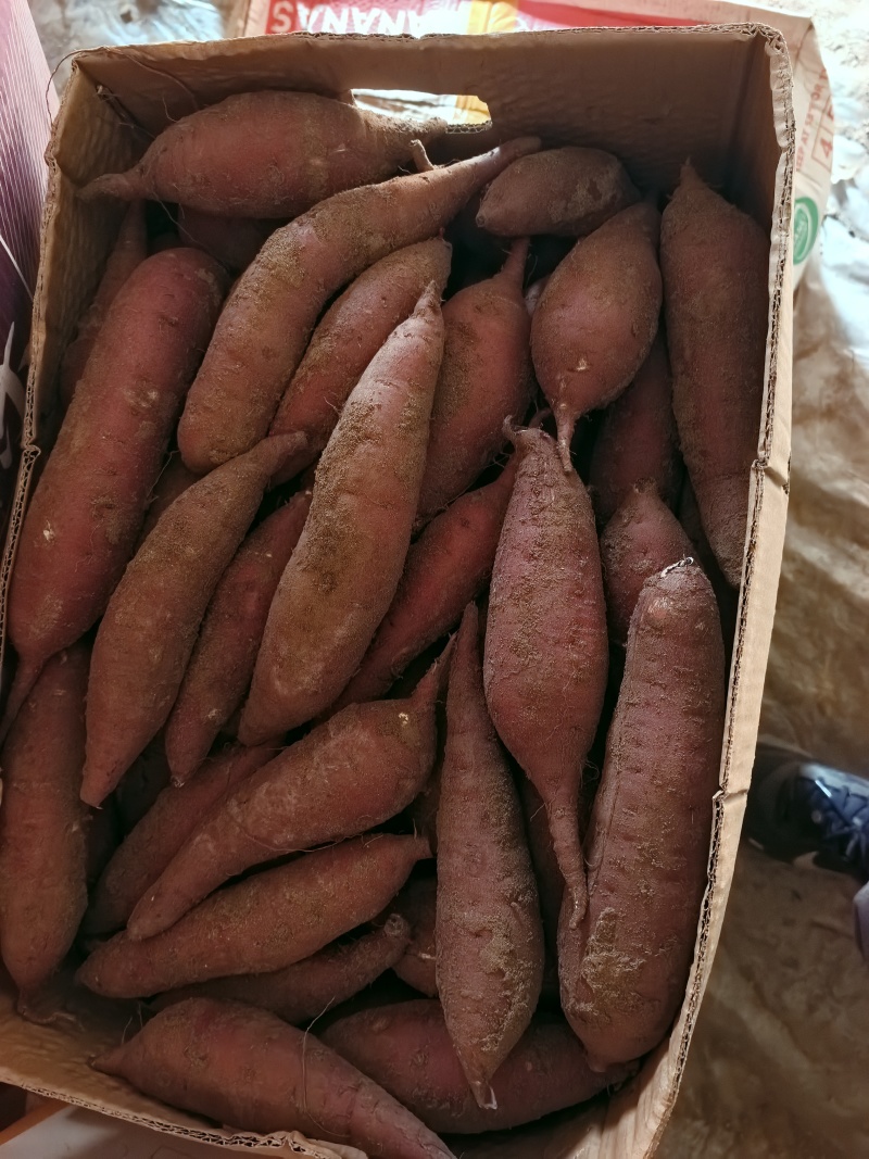 红瑶红薯