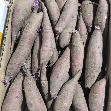 红瑶红薯
