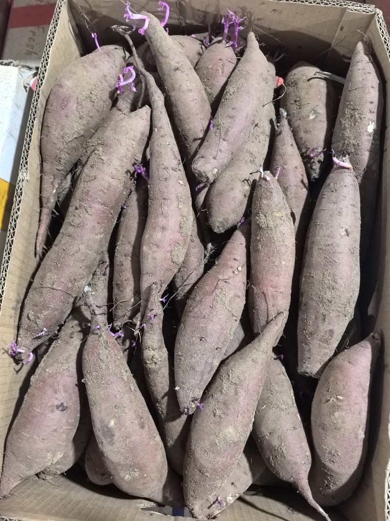 红瑶红薯