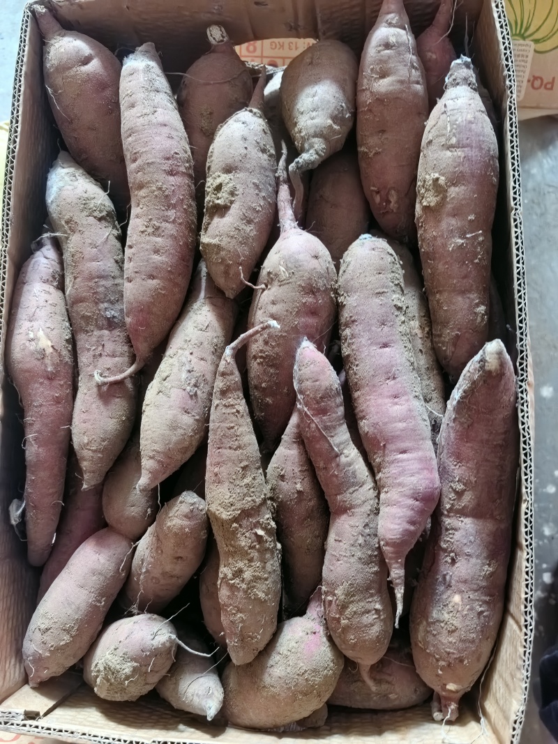 红瑶红薯
