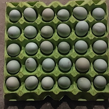 开产绿壳土鸡蛋