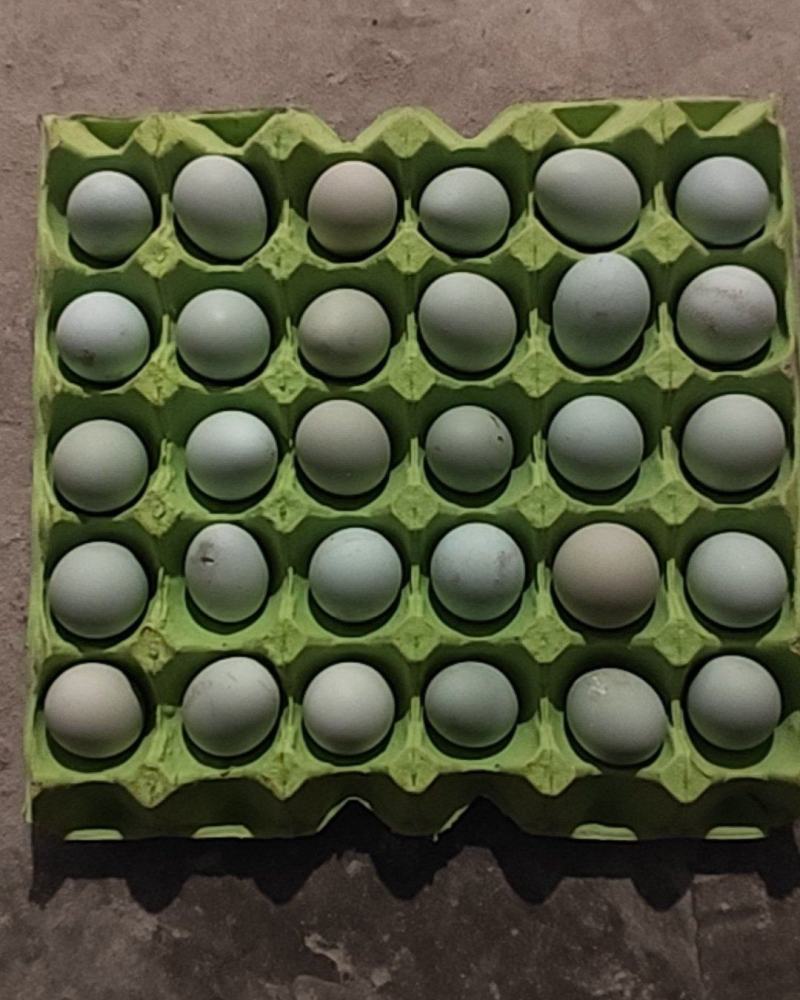 开产绿壳土鸡蛋
