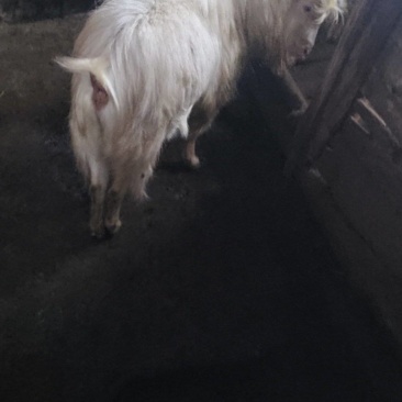 羊