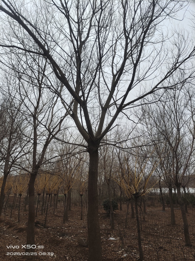 乌桕树，三角枫树，徐庄镇五孔桥水库，***********