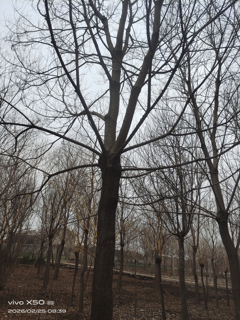 乌桕树，三角枫树，徐庄镇五孔桥水库，***********