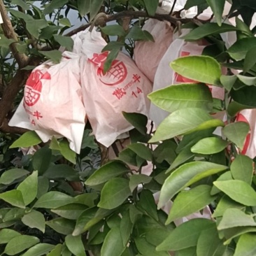 四川耙耙柑