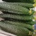 蔬菜
