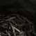 亚香棒虫草有收购商吗？量大
