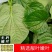 颜曼箐卡娄叶广东野菜新鲜蛤篓叶山篓叶蛤捞叶越南菜假蒌叶哈喽叶
