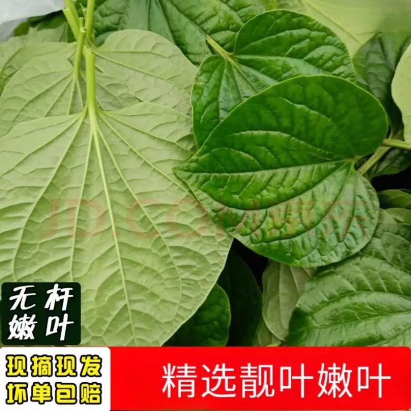 颜曼箐卡娄叶广东野菜新鲜蛤篓叶山篓叶蛤捞叶越南菜假蒌叶哈喽叶
