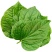 颜曼箐卡娄叶广东野菜新鲜蛤篓叶山篓叶蛤捞叶越南菜假蒌叶哈喽叶