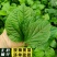 颜曼箐卡娄叶广东野菜新鲜蛤篓叶山篓叶蛤捞叶越南菜假蒌叶哈喽叶
