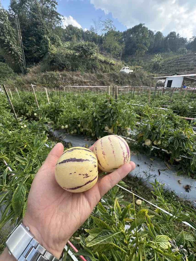 云南德宏精品大果高山人参果