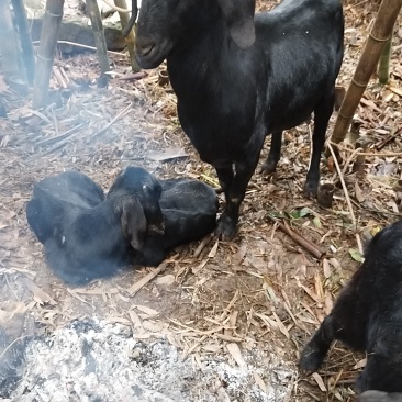 简阳大耳羊，放养有需要的可以联系
