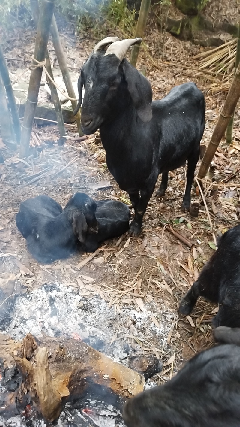 简阳大耳羊，放养有需要的可以联系